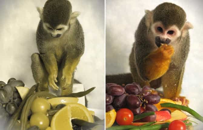 Un succulent repas, tellement plus appétissant lorsqu'il est vu en couleurs (à droite) que lorsqu'il apparaît comme le perçoivent les singes-écureuils mâles (à gauche). © Neitz Laboratory