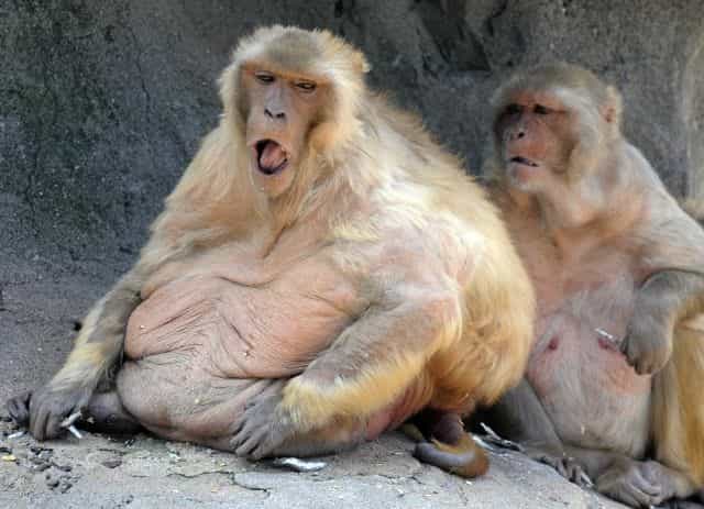 Les singes obèses ayant reçu le traitement expérimental ont perdu 11 % de leur poids en quatre semaines. © AFP photo/Kazuhiro Nogi