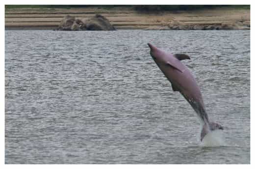 Les dauphins de Guyane peuvent détecter leurs proies grâce à des champs électriques. &copy; Archilider, Wikimedia, CC BY-SA 3.0
