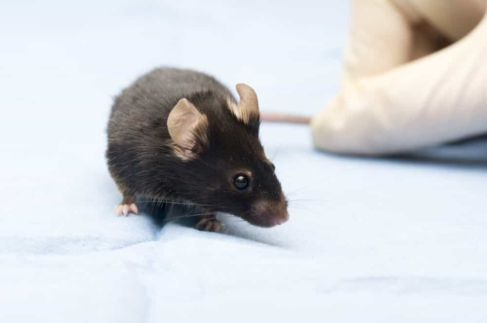 Chez la souris, on sait maintenant comment obtenir des spermatozoïdes à partir de cellules souches embryonnaires. © Jaroslav74/shutterstock.com