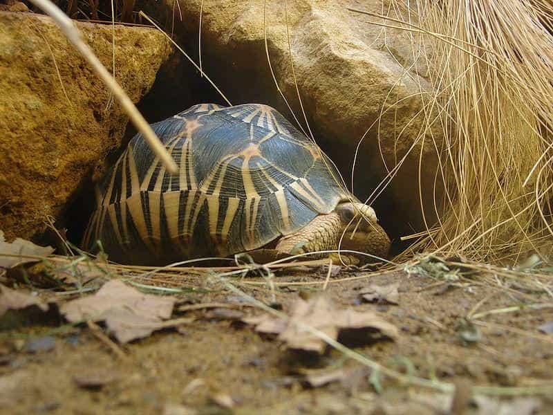 Très commune dans le passé, la tortue étoilée de Madagascar est désormais plus présente sur les étals de viande de brousse et dans les foyers que dans son habitat naturel. © Nevit Dilmen, Wikimédia CC by-sa 3.0