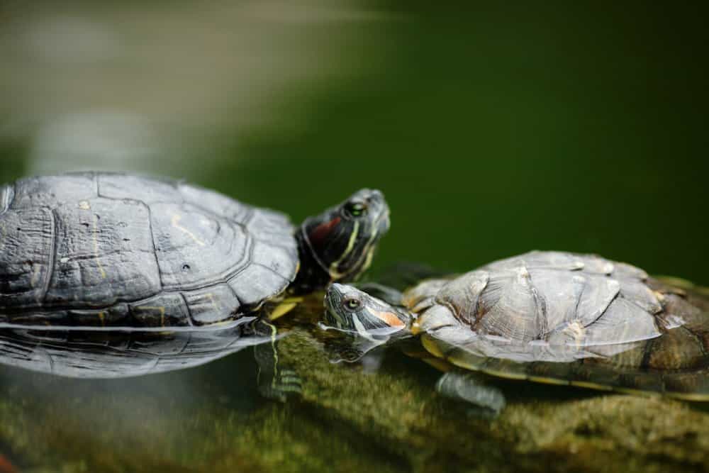 Chez les tortues aquatiques, l'accouplement peut durer longtemps. Lorsque le couple coule, il risque d'y avoir quelque danger... La femelle pond généralement entre 5 et 20 œufs. © Leungchopan/shutterstock.com