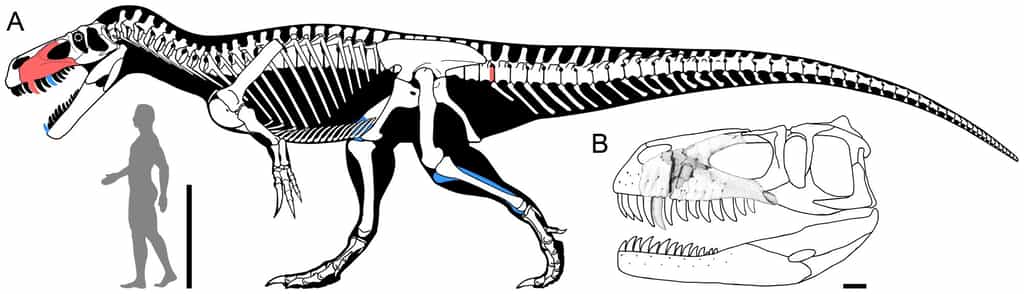 En A, le squelette de Torvosaurus gurneyi reconstitué grâce aux restes fossiles récemment trouvés (en rouge) et étudiés sur d'autres spécimens (en bleu). Le crâne volumineux (1,15 m de longueur) est représenté en B avec ses dents de bonnes tailles. La barre d'échelle de la figure A vaut 1 m et celle en B 10 cm. © Christophe Hendrickx, Octávio Mateus, Plos One ; dessins de Scott Hartman, Carol Abraczinskas et Simão Mateus