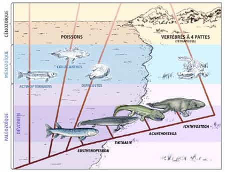 La transition des poissons vers les tétrapodes s'est déroulée durant le Dévonien. Cette période est également marquée par l'important développement des plantes sur Terre. Les poissons auraient acquis des structures leurs permettant de quitter l'eau pour profiter de cette végétation. © Florence Marteau, MHNG