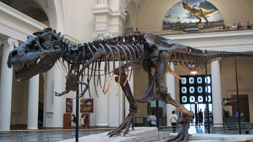 Les tyrannosaures ont vécu à la fin du Crétacé, il y a 70 à 65 millions d'années. Plus de 30 fossiles de ce théropode ont été découverts à ce jour. © Steve Richmond, Wikimedia Commons, cc by 2.0
