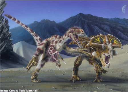 Un Velociraptor mongoliensis attaquant un Protoceratops andrewsi © Todd Marshall