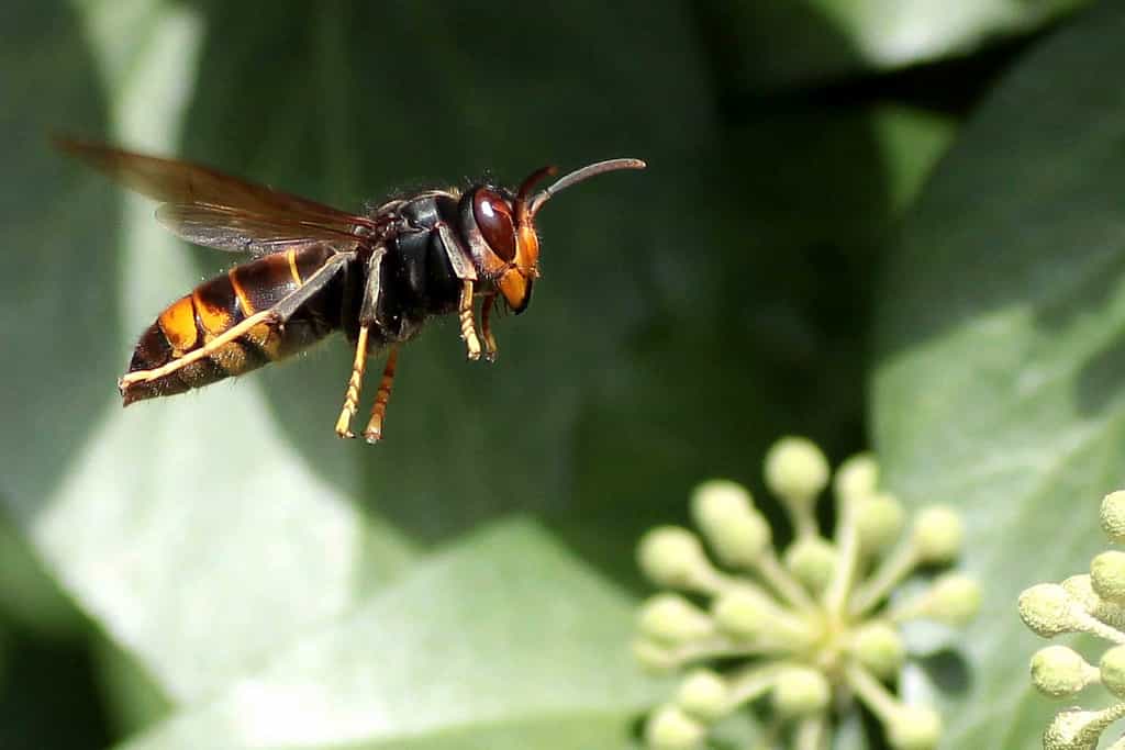 Le frelon asiatique ne présente aucun danger pour l'Homme... s’il reste à distance des nids. Les abeilles capturées sont destinées à l'alimentation des larves, les adultes se nourrissant plutôt de fruits mûrs et de nectar. © el chip, Flickr, CC by-nc-sa 2.0