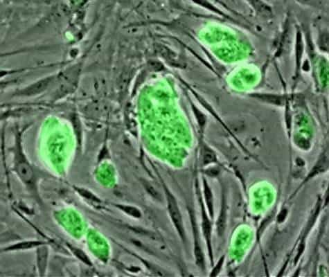 Cellules souches embryonnaires de souris. Crédit PD-USGov-NSF.