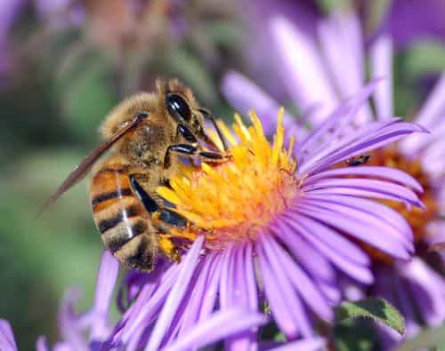 Apis mellifera, la principale abeille domestique européenne. Crédit John Severns.