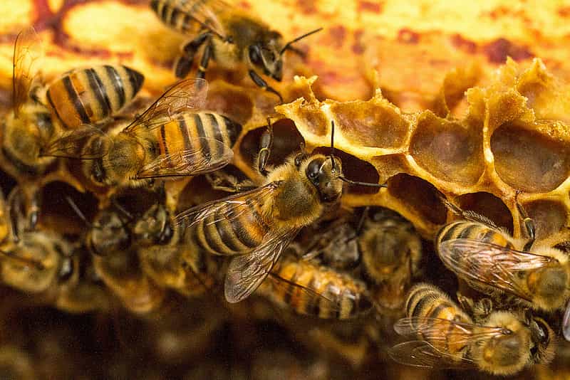 Les bactéries intestinales d'abeilles résistantes à l'oxytétracycline ne sont pas présentes dans le miel. L'Homme ne peut donc pas les ingérer. © Trypode, Flickr, CC by-nc 2.0