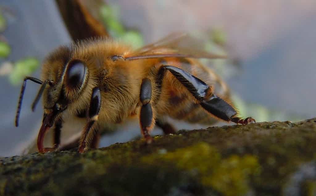 Plus de 1.000 espèces d'abeilles sont recensées en France. Certaines sont solitaires, d'autres sociales.&nbsp;© Quisnovus, Flickr, cc by nc 2.0