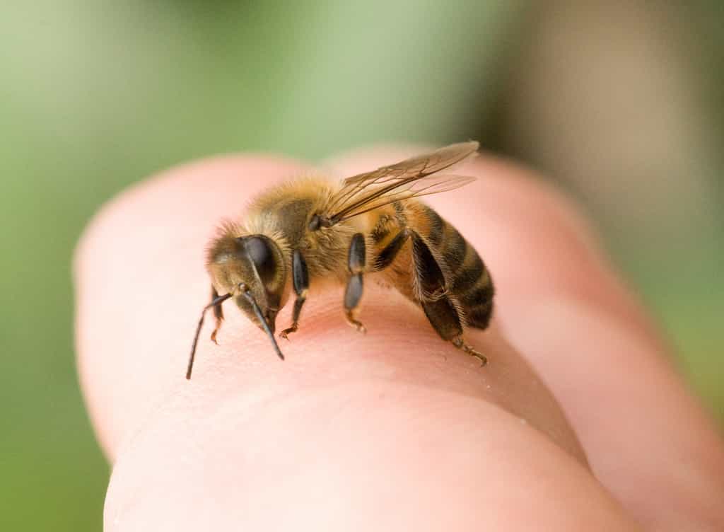 Les abeilles ne piquent pas par simple agressivité ou gratuitement, mais elles n’hésitent pas à le faire pour protéger la ruche. Il est donc recommandé de ne pas s’approcher trop près des ruches sans protection. © e_monk, Flickr, cc by nc sa 2.0