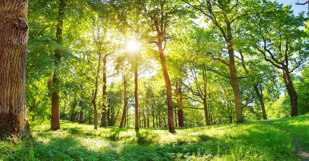 Des chercheurs de l’université de Californie à Berkeley (États-Unis) signalent que les forêts de l’ouest des États-Unis s’adaptent au réchauffement climatique. Mais pas suffisamment vite. Et pas suffisamment bien. © candy1812, Adobe Stock