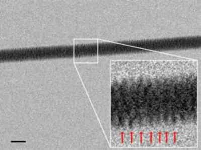 L'image prise au microscopie électronique à transmission où l'on voit apparaître la fameuse structure en double hélice de l'ADN. La photo n'est pas d'une clarté absolue mais on devine, en zoomant, cette structure caractéristique. Le trait noir représente 20 nm. © Enzo di Fabrizio