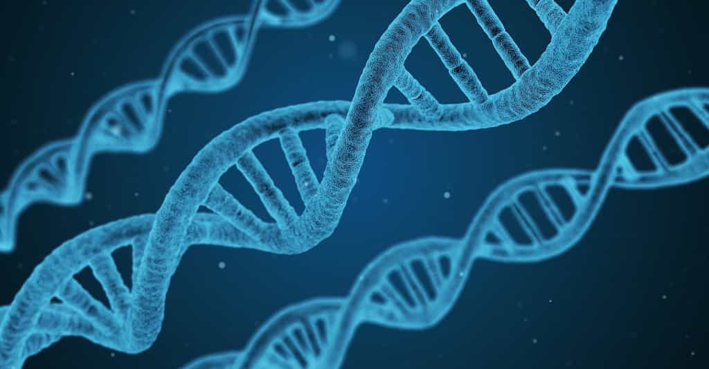 La molécule d'ADN support de l'information génétique © qimono, Pixabay, CC0 Creative Commons