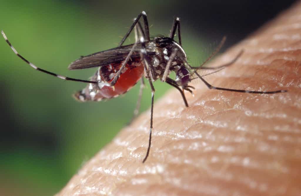 Aedes albopictus, ou moustique-tigre, est responsable de la propagation du virus de la dengue. © James Gathany - Centers for Disease Control and Prevention (domaine public)