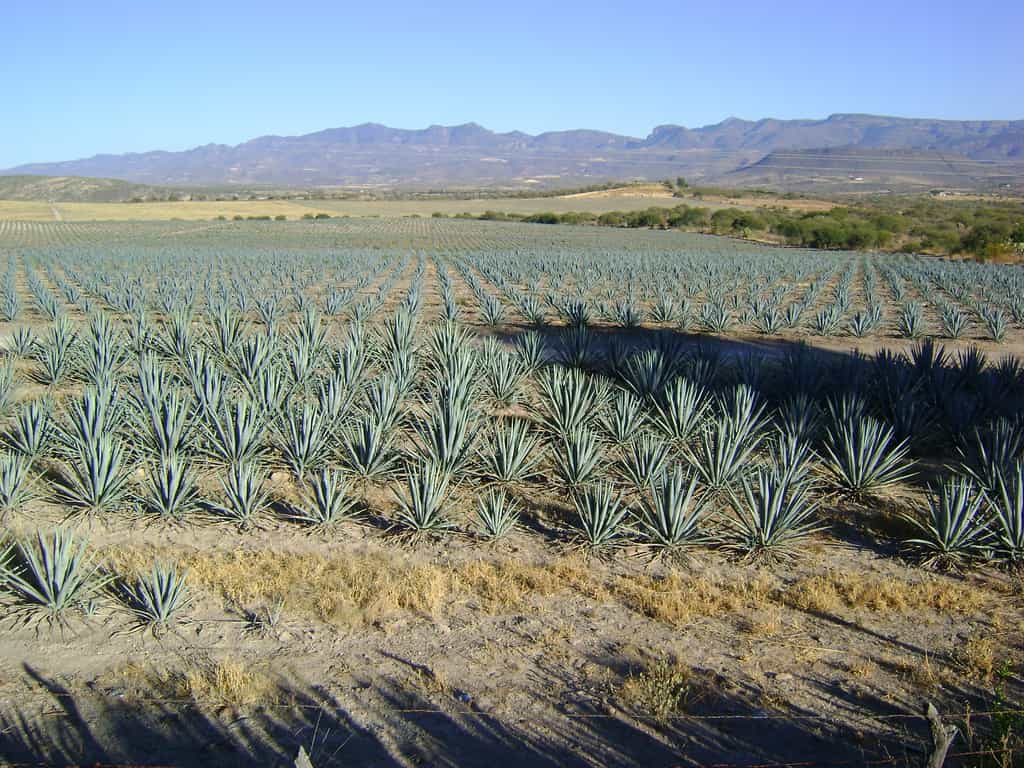 La téquila est fabriquée à base d’agave, un cactus très répandu au Mexique. Les sucres qu'il contient pourraient servir d'édulcorants et aider les personnes en surpoids à maigrir. © amantedar, Flickr, cc by 2.0