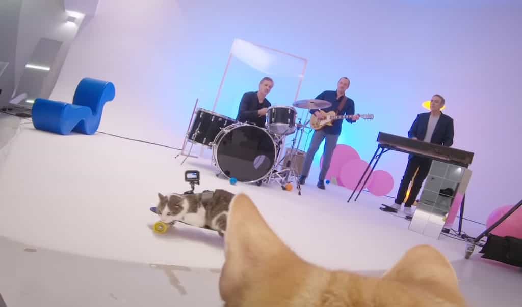 Les chats caméramen qui ont filmé le clip « Tout est pop » d’Alain Chamfort. © Alain Chamfort