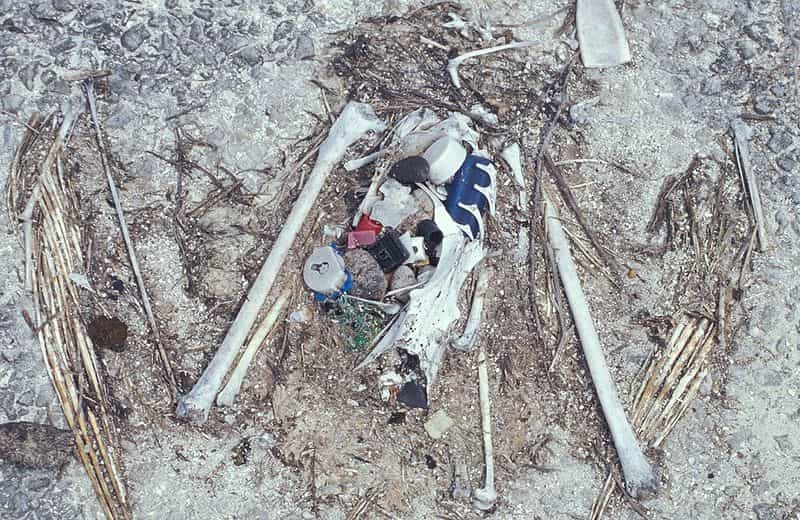 Les os d'un poussin d'un albatros de Laysan et les restes de matières plastiques qu'il avait ingérés. La photo a été prise à Eastern Island, dans les îles Midway, le 5 avril 1999. © Forest et Kim Starr, USGS