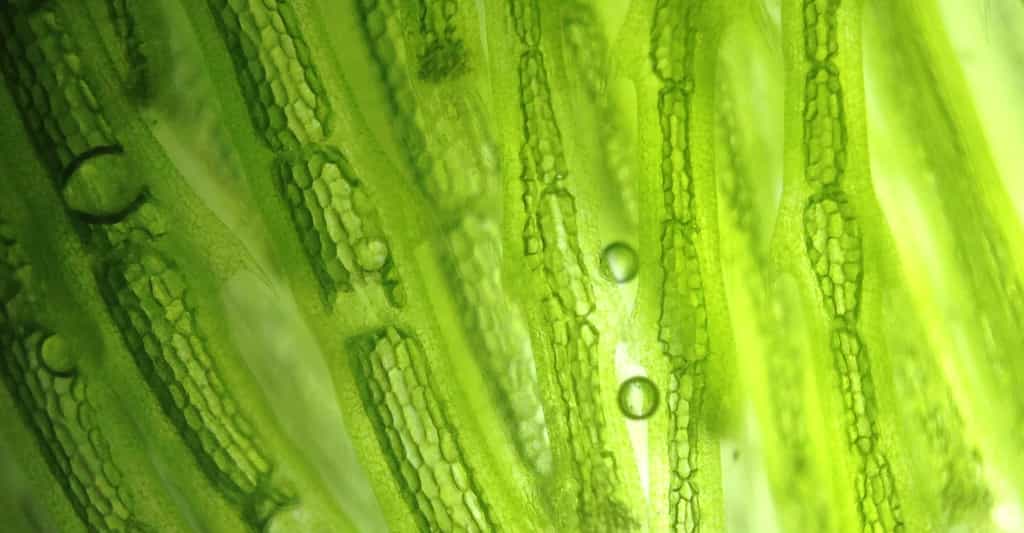 Des algues, il y en a dans les milieux aquatiques tout comme dans les milieux terrestres. Et elles fixent une grande quantité de carbone. © onairjiw, Adobe Stock