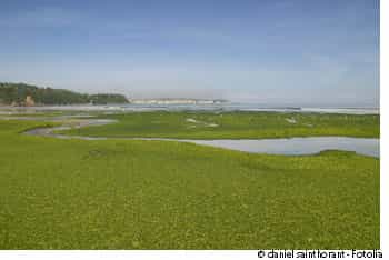 Les algues vertes, dangereuses pour l'homme, s'échouent sur les plages bretonnes principalement à la mi-juillet. © Daniel Saint Horant / Fotolia