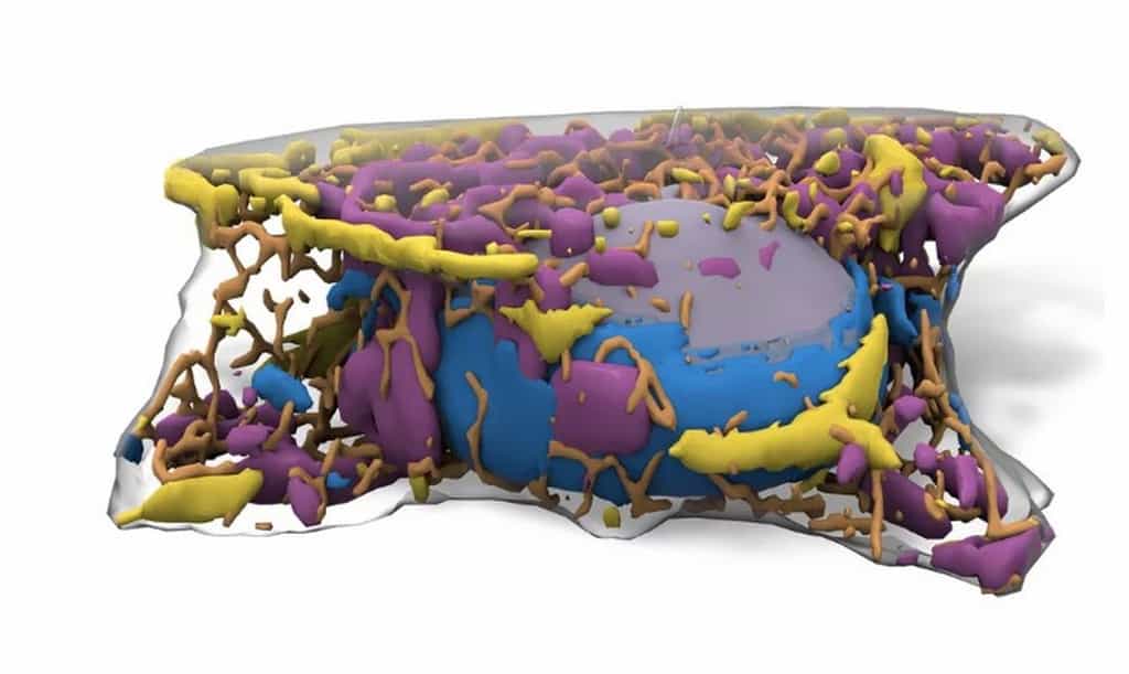 La vue de la structure interne d’une cellule souche en 3D. © Allen Institute