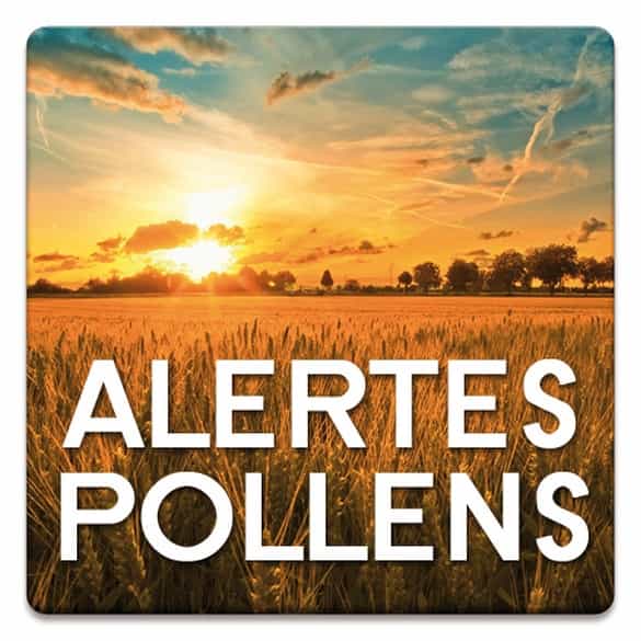 L’application Alertes Pollens informe directement sur un smartphone sur le risque d’irritation des voies respiratoires en fonction de la présence plus ou moins importante de pollens. © Stallergenes