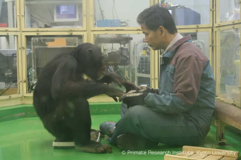 Le chimpanzé Ayumu et le chercheur&nbsp;Tetsuro Matsuzawa travaillent ensemble depuis près de dix ans. Ayumu est un singe surdoué&nbsp;: il est doté d'une mémoire immédiate hors du commun.&nbsp;©&nbsp;Université de Kyoto, Primate Research Institute