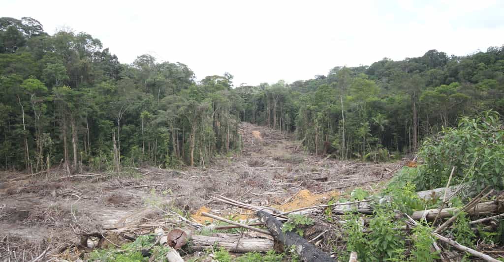En Amazonie, la déforestation se poursuit. © christian, Adobe Stock