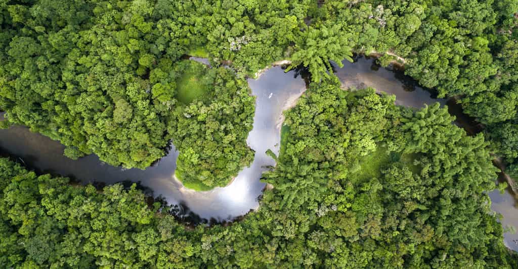 Dans les quinze ans à venir, la forêt amazonienne devrait croître plus lentement à cause d'un manque de phosphore. © gustavofrazao, Fotolia