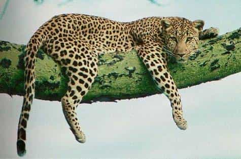 Léopard de l'Amour. Crédit WWF.