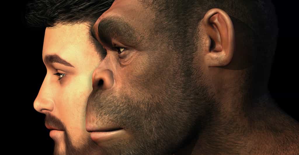 Des chercheurs ont découvert, dans l’ADN de l’Homme moderne, des traces d’un métissage passé avec un mystérieux ancêtre. Peut-être un Homo erectus ? © AlienCat, Adobe Stock