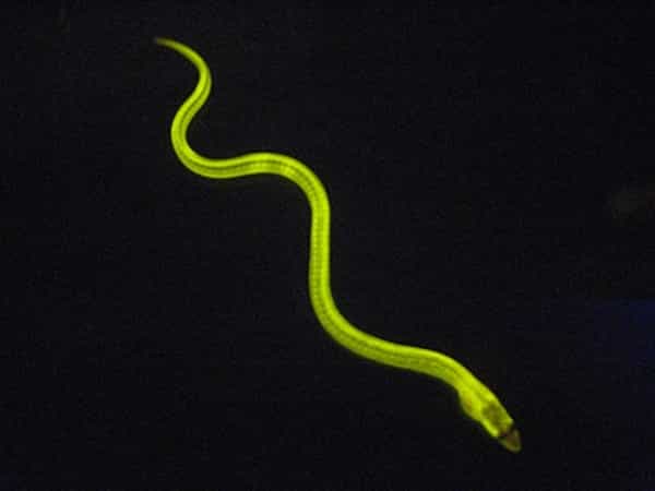Image de fluorescence de l'anguille du Japon ou Anguilla japonica. Ce poisson possède dans ses muscles une protéine capable d'émettre une fluorescence verte si on l'illumine avec une lumière bleue. © Université de Kagoshima