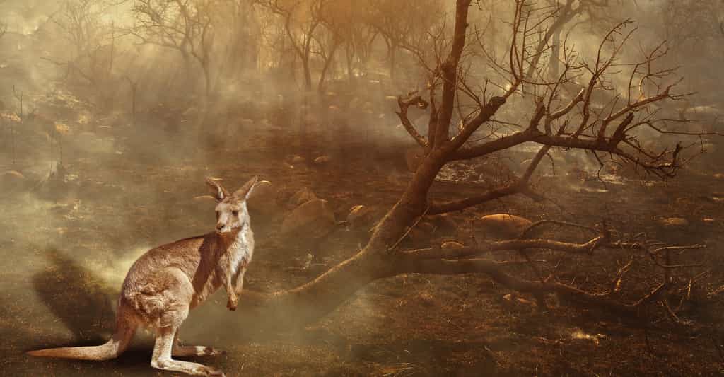 Près de 3 milliards d'animaux auraient été touchés directement ou indirectement par les incendies. © bennymarty, Adobe Stock