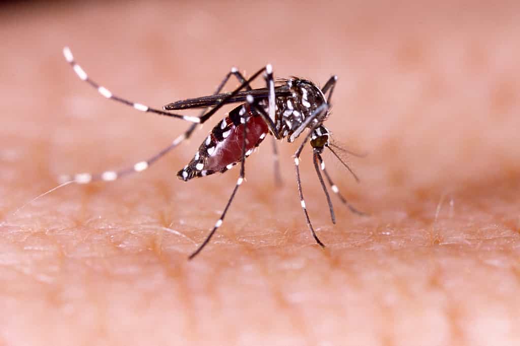 Lorsque le moustique Aedes (Stegomyia) aegypti pique, comme ici à l’image, son abdomen se dilate et se gorge de sang. Les moustiques sont les animaux responsables du plus grand nombre de décès chez l’Homme. Quels sont les autres animaux les plus dangereux pour l'Homme ? © tacio philip, Fotolia