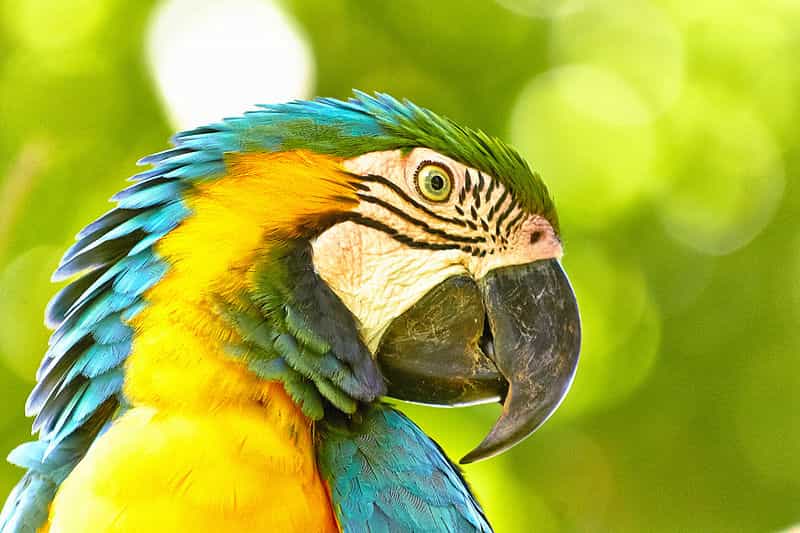 Les oiseaux vivant à la cime des arbres tropicaux, en Amazonie, comme cet Ara ararauna, accumuleraient moins de nouvelles espèces au cours du temps que ceux vivant dans le sous-bois. © Stopshutter, Wikimedia Commons, cc by sa 3.0