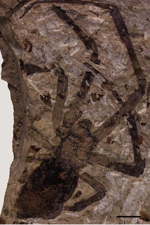 Nephila jurassica est le plus gros fossile d'araignée jamais découvert. © Biology Letters