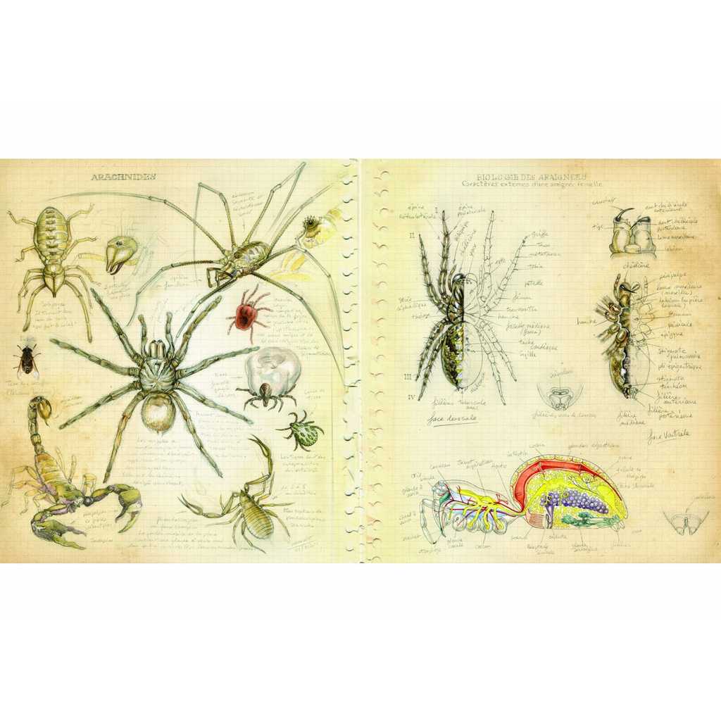 Étonnez vos proches en leur offrant ce superbe livre sur les araignées, à découvrir pour s'émerveiller. © Belin