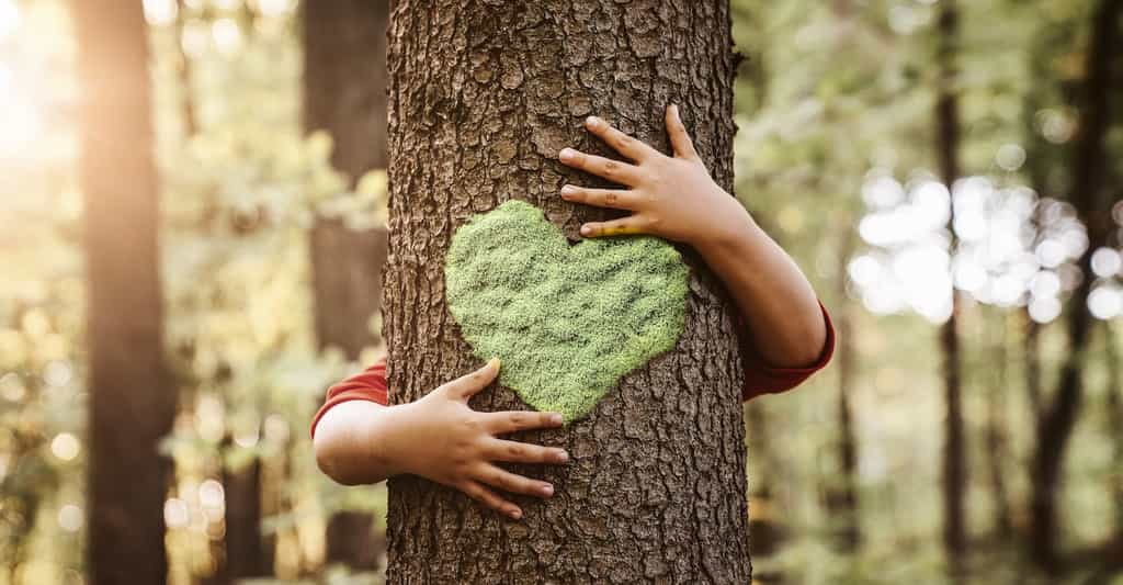 Les experts de l’Union internationale pour la conservation de la nature (UICN) viennent de publier une première enquête mondiale sur la santé des arbres. Les résultats sont sans appel. © rangizzz, Adobe Stock