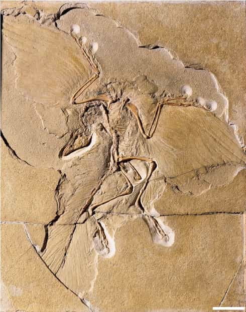 Le premier fossile d'archéoptéryx a été découvert en 1861 près de Langenaltheim en Allemagne et date d'environ 150 millions d'années. Barre d'échelle : 5 cm. &copy; Museum für Naturkunde Berlin