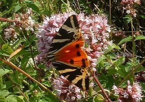 Eupaglia_quadripunctaria (Ecaille chinée - France). GNU Free Documentation License.