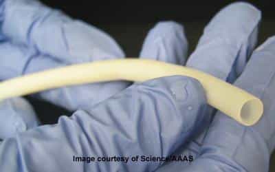L'artère biosynthétique a été réalisée à partir de cellules musculaires. © Image courtesy of Science/AAAS