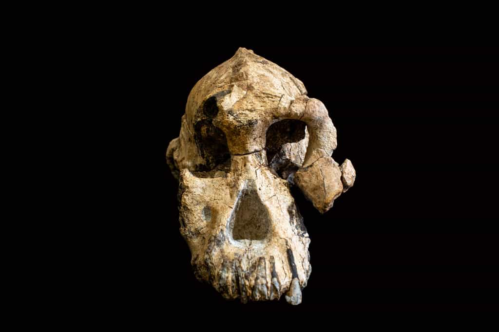 Le Pliocène est marqué par l'apparition des des australopithèques © Cleveland Museum of Natural History, AFP