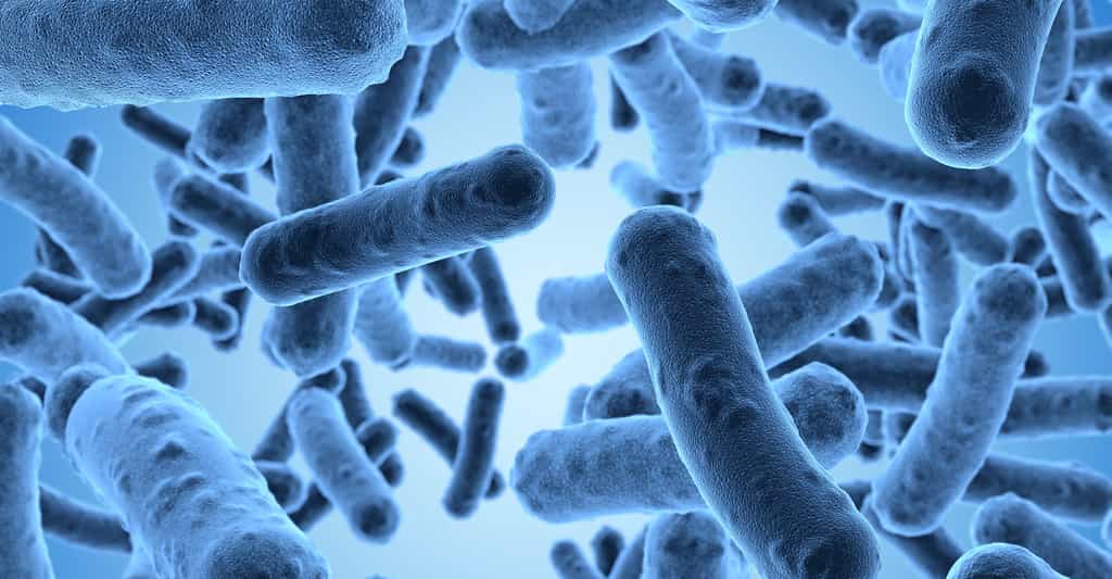 Des bactéries peuvent devenir multirésistantes aux antibiotiques. © Beawolf, Adobe Stock