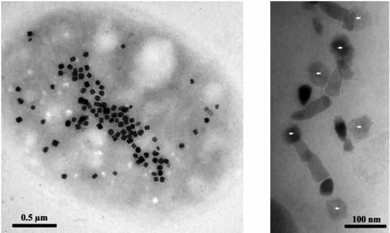 Prélèvement et observation de bactéries magnétotactiques produisant de la magnétite et de la greigite. Figure à gauche : observation en microscopie électronique à transmission d’une bactérie produisant des nanocristaux de greigite (© LBC/CEA) et (figure à droite) d’une chaîne de magnétosome de magnétite et de greigite (étoiles). (© LBC/CEA)