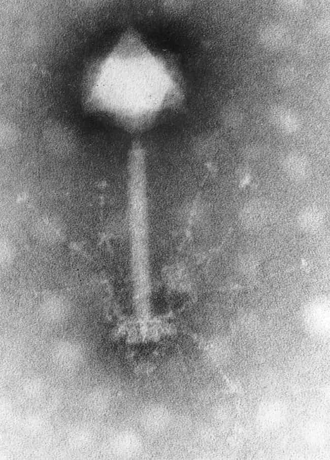 Un bactériophage est un virus qui s'attaque aux bactéries. Hauts en moyenne de 200 nm, ces virus adoptent cette conformation typique qui les fait ressembler à des robots miniatures. En haut, la tête, qui contient le patrimoine génétique, suivie d'une queue grâce à laquelle il s'attache aux bactéries. En quelques jours, il est capable de muter pour s'adapter à des changements environnementaux. © Plos, Wikipédia, cc by sa 2.5