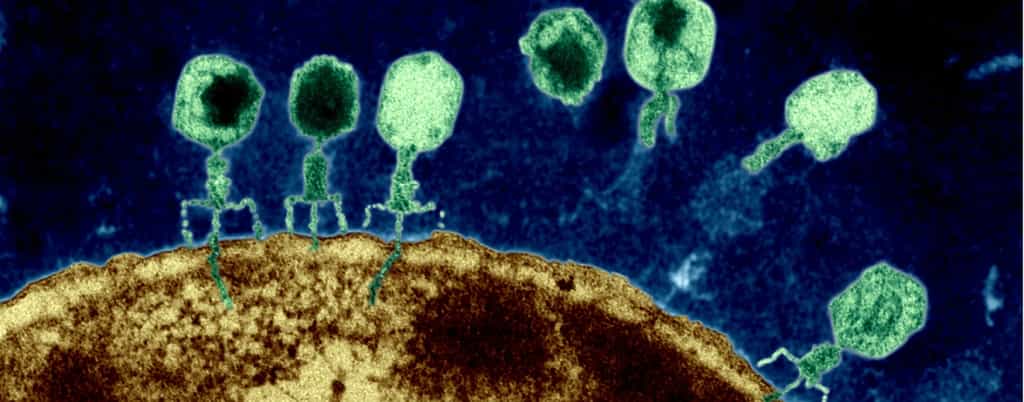 Ces bactériophages (en vert) s'en prennent à la bactérie&nbsp;Escherichia coli&nbsp;(en jaune) en injectant leur génome dans leur proie.&nbsp;À l'avenir, ils pourraient contribuer à des traitements contre les infections.&nbsp;© Carol Potear, NIH