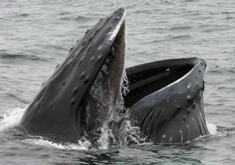 La baleine bleue (Balaenoptera musculus) est un mysticète puisqu'elle possède des fanons. Il ne resterait actuellement, après plus de 40 années de chasse, que 5.000 à 12.000 individus sur Terre. © Rubonix, Fotopedia, cc by nc nd 2.0