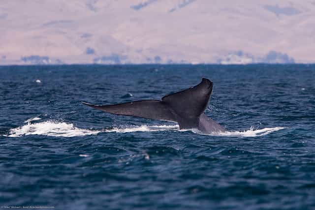 Les baleines bleues effectuent des migrations de près de 4.000 km. &copy; Mike Baird, Flickr, cc by 2.0