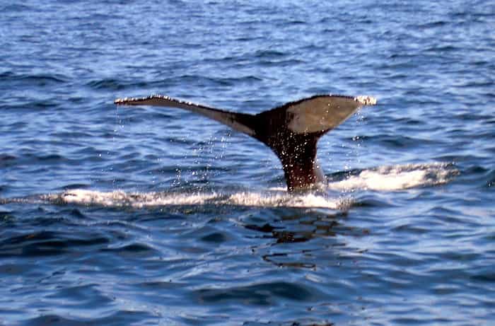 Les populations de baleines dans le golfe du Mexique auraient souffert de la marée noire. © deb jencks, Stockvault